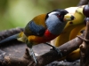 Perhaps my favourite, the Toucan Barbet - he\'s a barbet, not a toucan, it should probably be \'Toucan-like Barbet\'