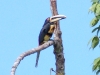 This is a toucan, the Pale-mandibled Aracari
