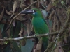 Closely related, this is the Red-rumped Toucanet. Yes, I know the only bit not visible is the rump