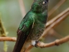 From large to tiny, if there\'s one thing the cloud forests of Mindo are famous for it is hummingbirds