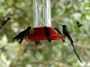 But at the various places where feeders are put out, they exist in a profusion of numbers and species