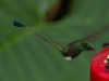 This is the Booted Rocket-tail, winning both the \'Best Name\' and \'Funkiest Shape\' award among the local hummingbirds