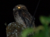 A few birds can be found at night, and a quick wander around the Yellow House garden found us this Common Potoo
