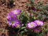 Shiny desert flowers