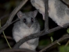 Black-tailed tree rat