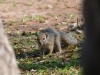 Bush squirrel