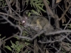 South African galago