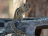 Congo rope squirrel