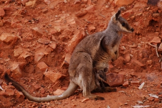 Black-footed Rock-wallaby, with cute little tummy baby!