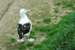 This is the only place anywhere in the world you'll see an albatross walking on the mainland