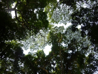 The monsoon forest canopy, full of birdsong but no sign of a bird. To be fair, we were here at the wrong season