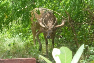 A big Timor deer stag emerges from the woods to munch on temple offerings