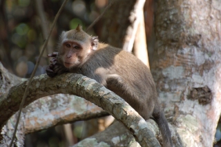 The one animal we saw on our trek - a longtail macaque. And he seems to be saying why on earth are you lot even here?