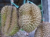 Weighing in at six kilograms and spikey (or stinky) enough to scare off anything, the mighty durian