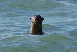 Uh-oh... I think the otter may have seen us. He looks frankly aghast that we were sneaking up on him