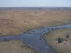 Buffalo herd from the air