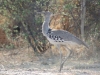 Botswana national birds 2