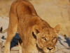 Alert lioness