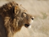 Lion profile
