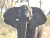 Indignant female elephant