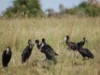 Birds of the Okavango delta 1