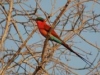 Birds of the Okavango delta 5