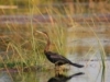 Birds of the Okavango delta 6