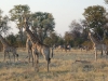 Giraffes and zebras