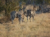 Zebras with foal