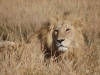 Impressive lion