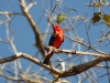 Tiny red flycatcher