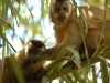 Capuchin pair