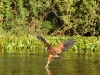 Fishing hawk