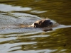 Last otter picture