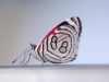 88 butterfly