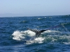 Adios, whale.  And adios California