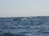 And whale watching, we met up with mum and baby humpback
