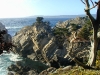 The Monterey Cypresses of Point Lobos
