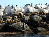 More Monterey mammals - sealions!