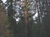 And the mightiest sequoia of all, the Grizzly Giant