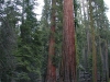 The mighty sequoias of Yosemite