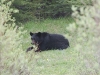Ambush bear