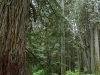 Old cedars