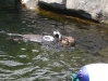 Otter ice-whack