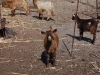 Goaty goat