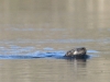 Otter sighting