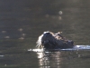 Otter fishing