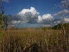 Sawgrass plains