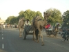 Camel transport, Jaipur