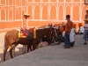 Horse guards, Jaipur Palace
